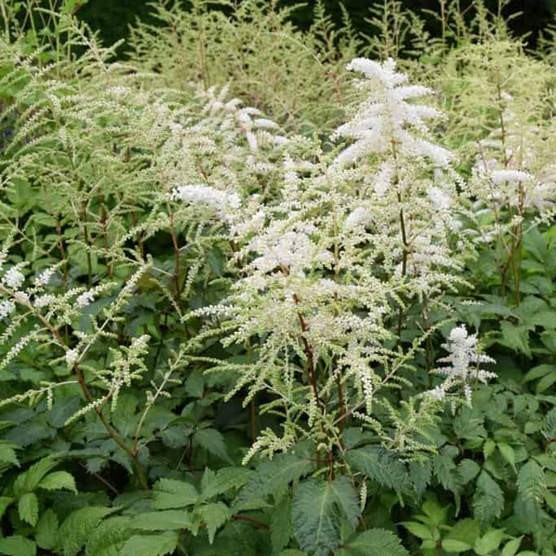 Astilbe 'Deutschland' (_japonica_ hybrid) ---